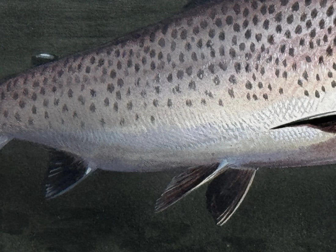 Sporting Painting Sea Trout Nearly Hooked The Silver Zulu Fly By Roger McPhail - 16