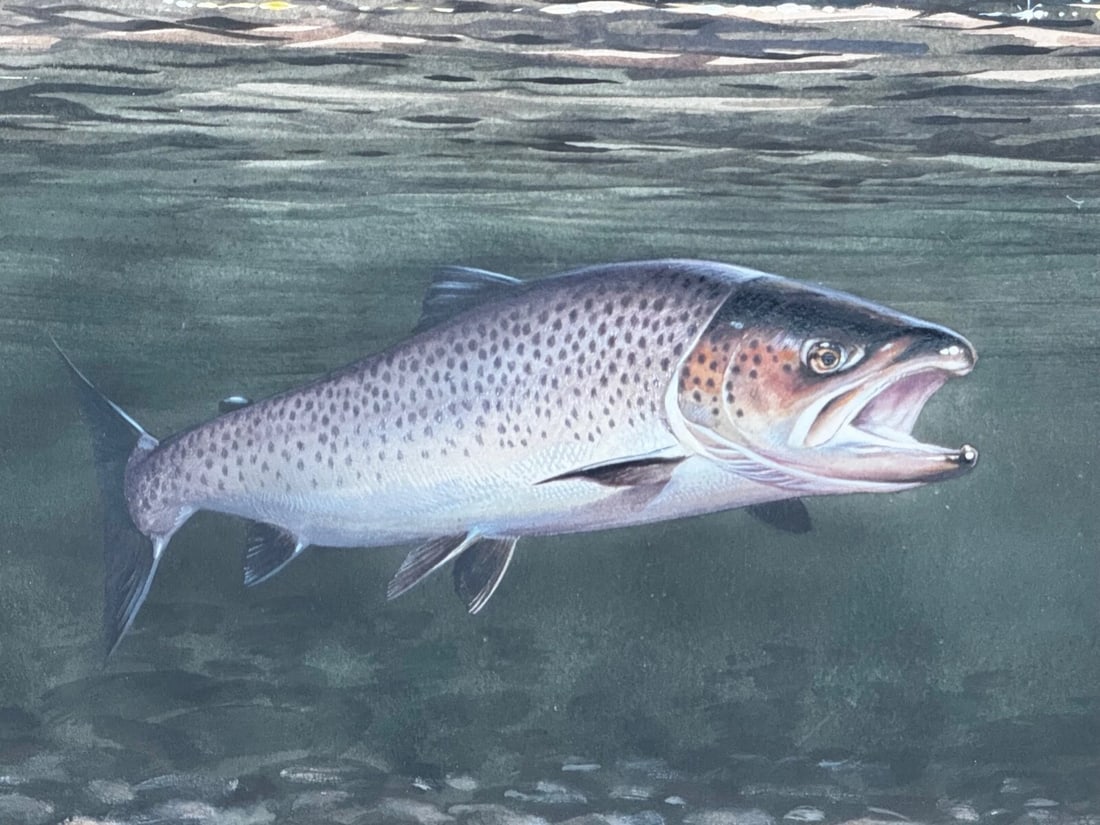 Sporting Painting Sea Trout Nearly Hooked The Silver Zulu Fly By Roger McPhail - 6