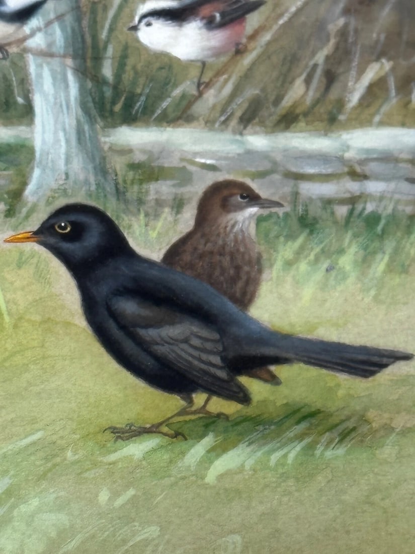 A Winter Gathering Robin & Mixed British Songbirds Manner of Archibald Thorburn - 12