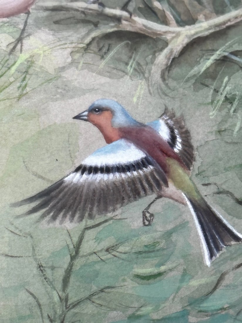 A Winter Gathering Robin & Mixed British Songbirds Manner of Archibald Thorburn - 13