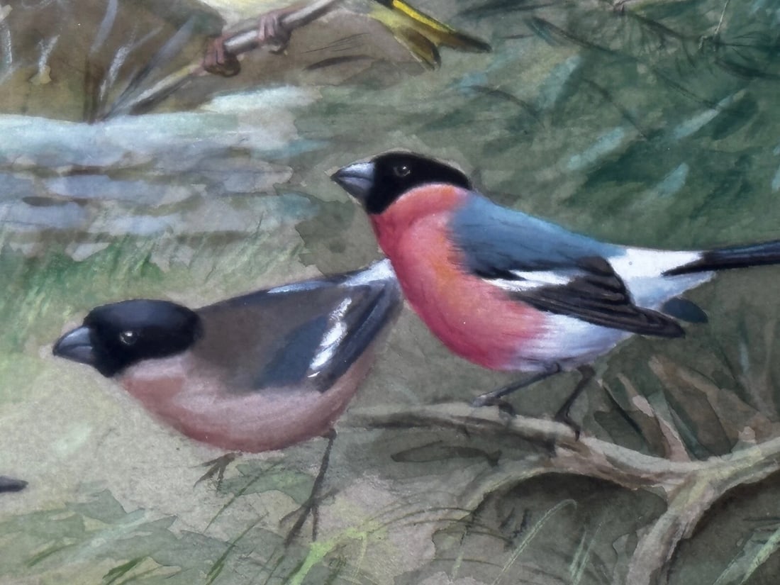 A Winter Gathering Robin & Mixed British Songbirds Manner of Archibald Thorburn - 14
