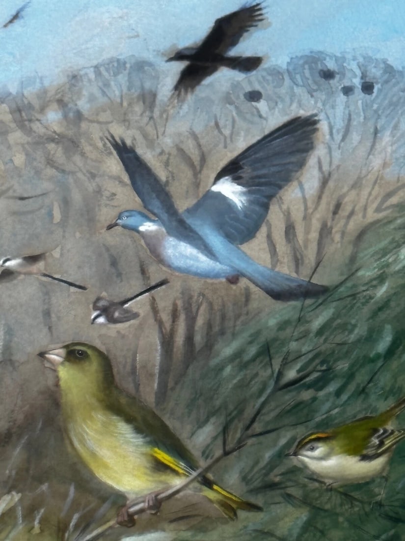 A Winter Gathering Robin & Mixed British Songbirds Manner of Archibald Thorburn - 15