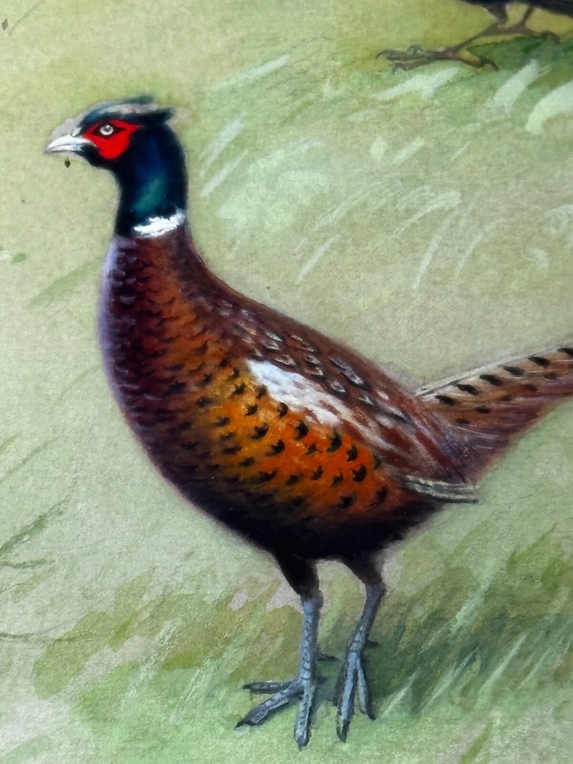 A Winter Gathering Robin & Mixed British Songbirds Manner of Archibald Thorburn - 20