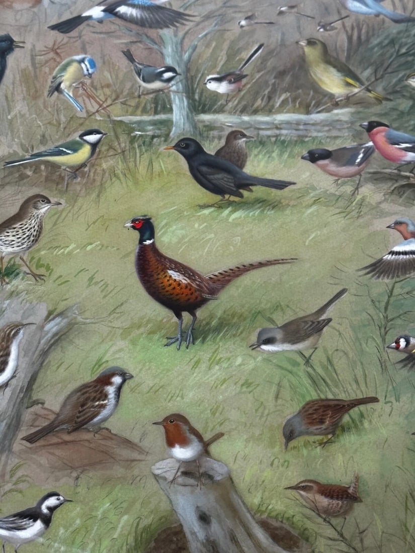 A Winter Gathering Robin & Mixed British Songbirds Manner of Archibald Thorburn - 2
