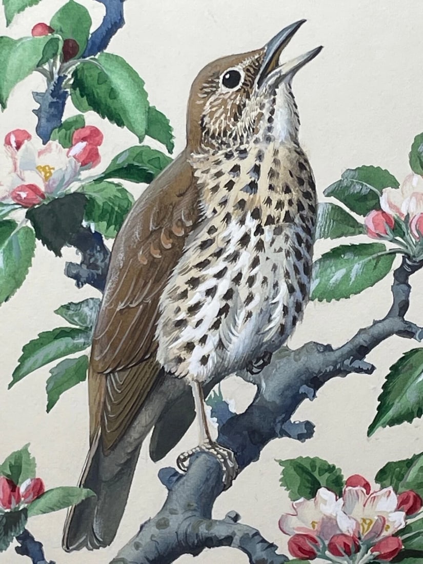 Mid-Century Song Thrush Bird Painting By Charles Frederick Tunnicliffe OBE RA - 14