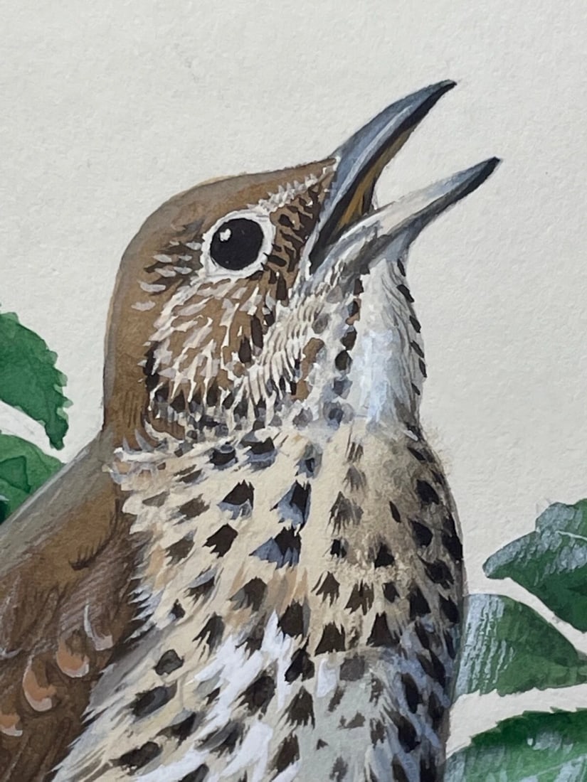 Mid-Century Song Thrush Bird Painting By Charles Frederick Tunnicliffe OBE RA - 15