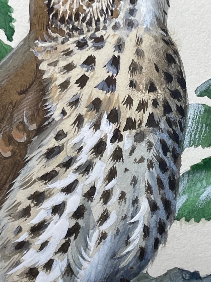 Mid-Century Song Thrush Bird Painting By Charles Frederick Tunnicliffe OBE RA - 16