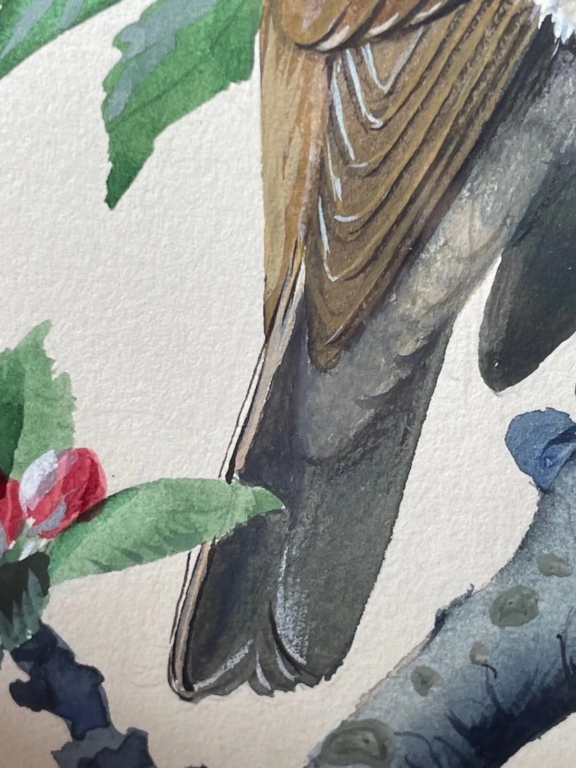 Mid-Century Song Thrush Bird Painting By Charles Frederick Tunnicliffe OBE RA - 17