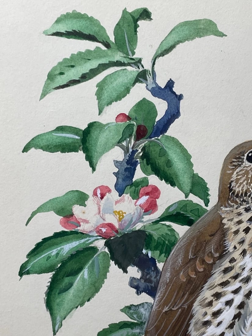 Mid-Century Song Thrush Bird Painting By Charles Frederick Tunnicliffe OBE RA - 18