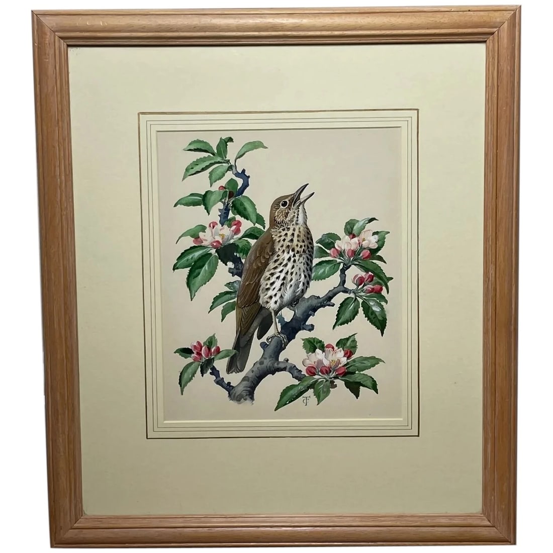 Mid-Century Song Thrush Bird Painting By Charles Frederick Tunnicliffe OBE RA (1 of 20)