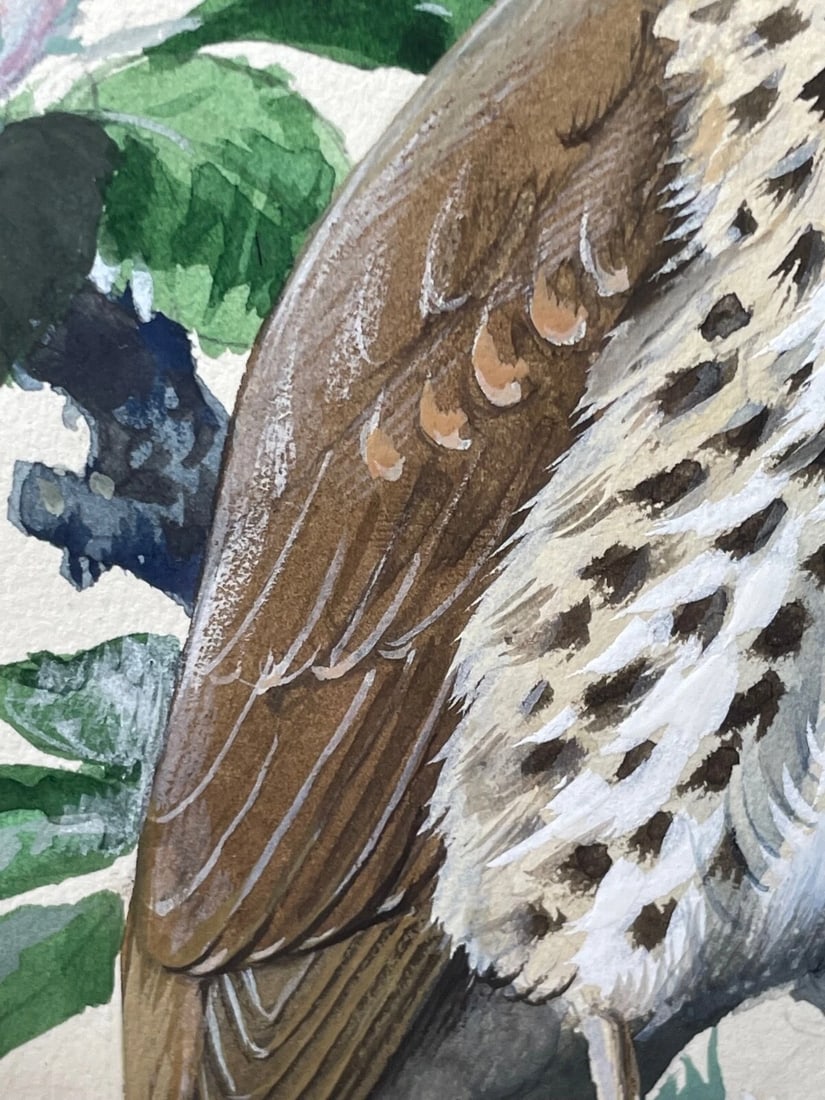 Mid-Century Song Thrush Bird Painting By Charles Frederick Tunnicliffe OBE RA - 20