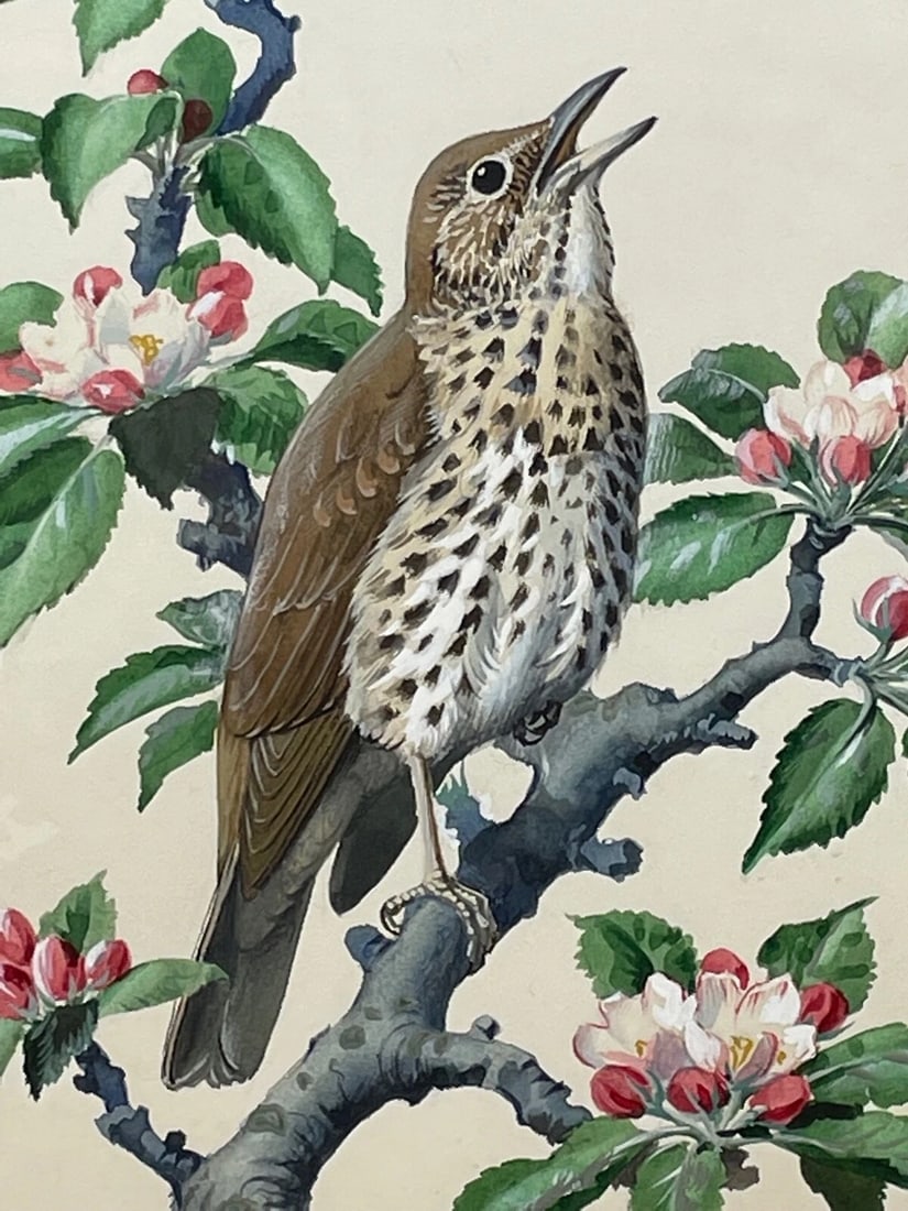 Mid-Century Song Thrush Bird Painting By Charles Frederick Tunnicliffe OBE RA - 2
