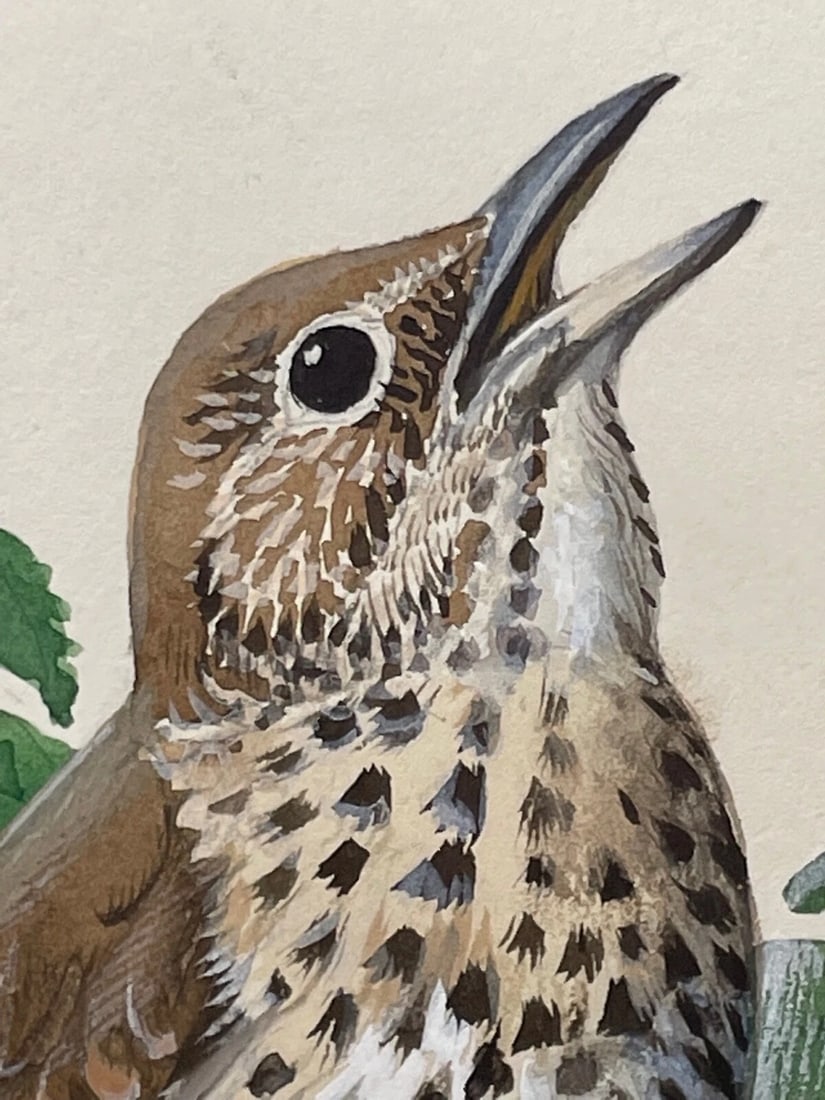 Mid-Century Song Thrush Bird Painting By Charles Frederick Tunnicliffe OBE RA - 3