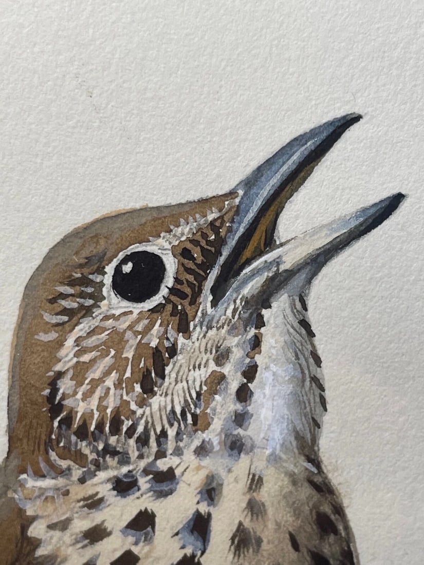 Mid-Century Song Thrush Bird Painting By Charles Frederick Tunnicliffe OBE RA - 5