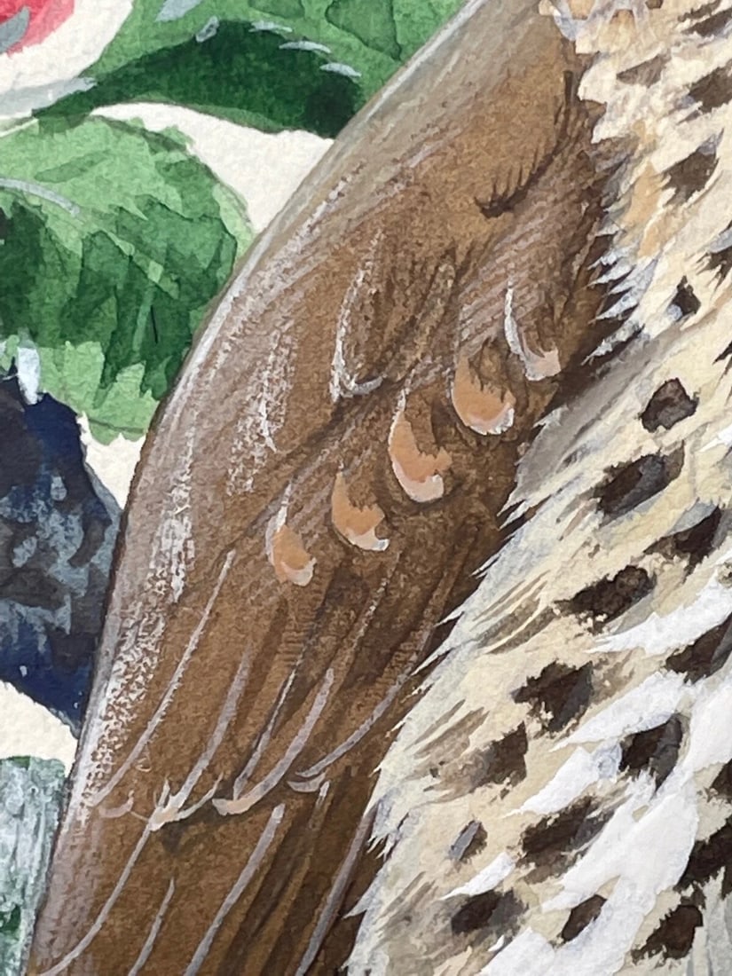 Mid-Century Song Thrush Bird Painting By Charles Frederick Tunnicliffe OBE RA - 6