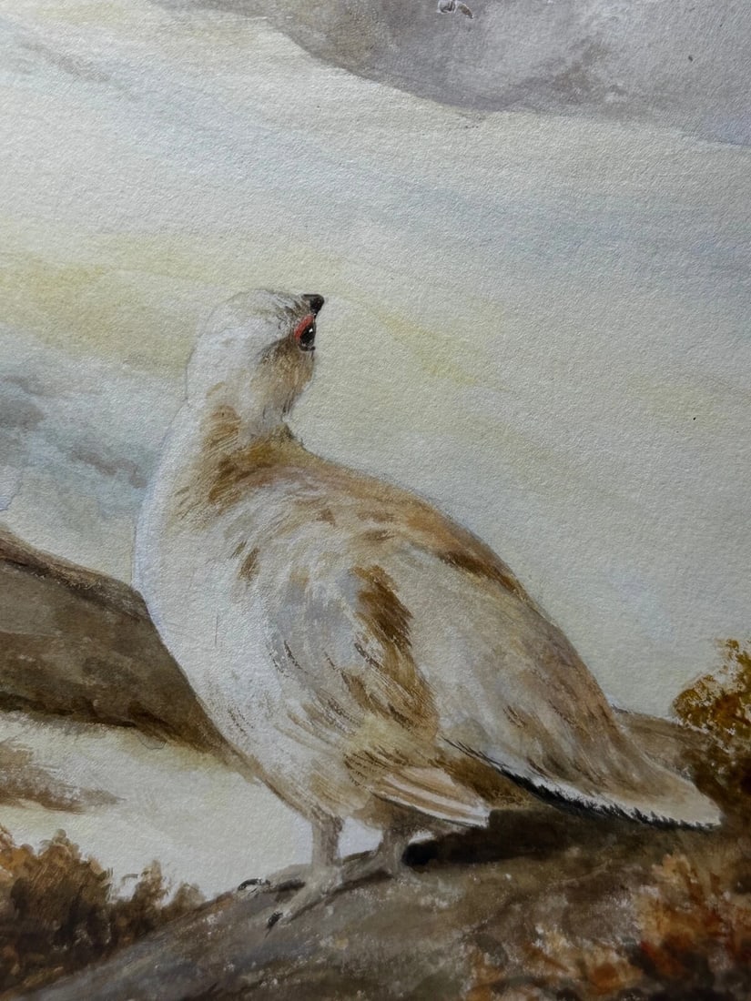 British Painting Highland Moors Wildlife Covey Of Ptarmigan Game Birds On Alert - 11