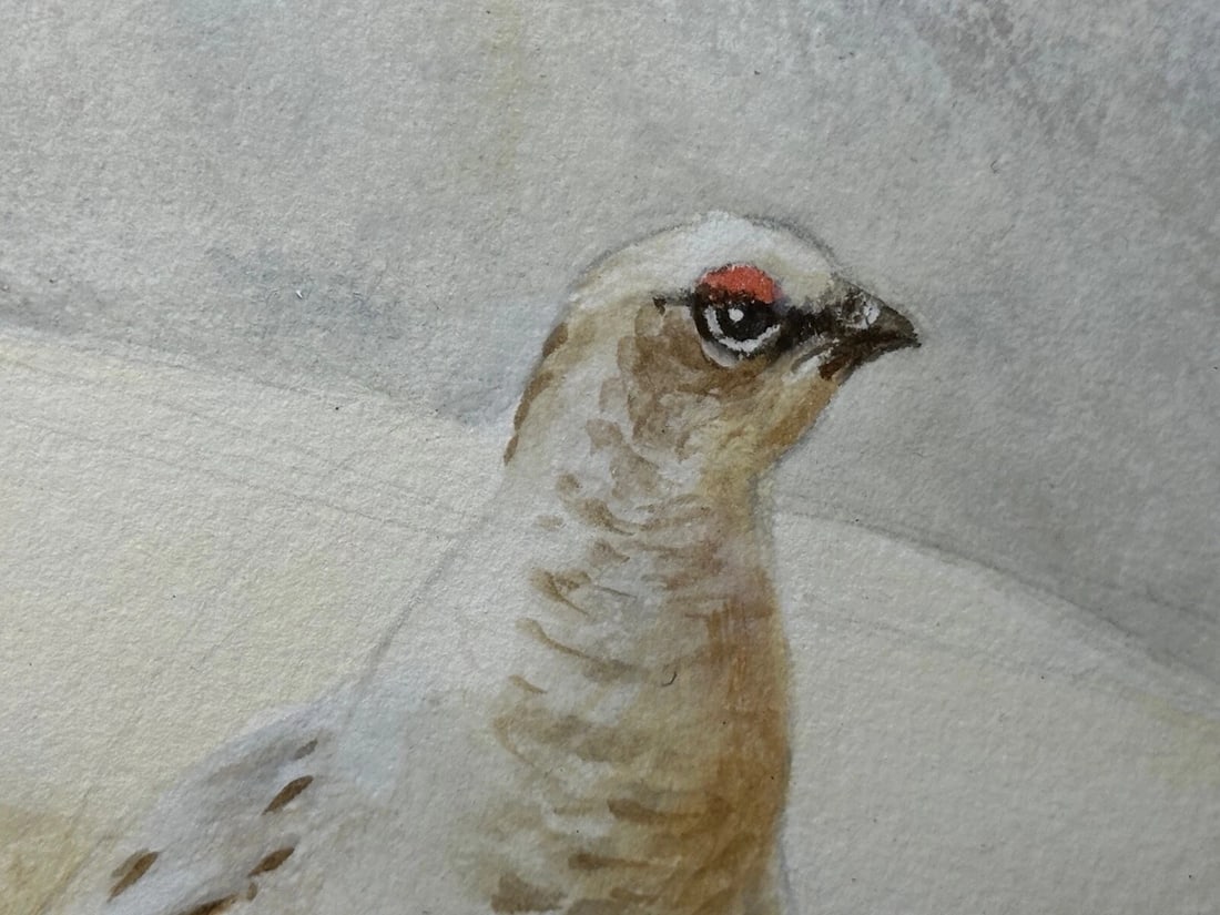 British Painting Highland Moors Wildlife Covey Of Ptarmigan Game Birds On Alert - 17