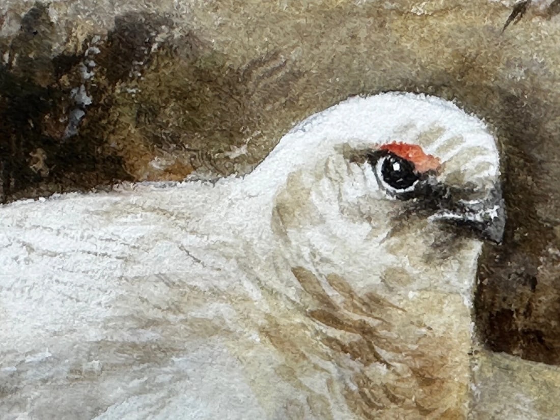 British Painting Highland Moors Wildlife Covey Of Ptarmigan Game Birds On Alert - 20
