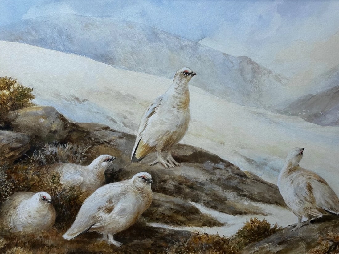 British Painting Highland Moors Wildlife Covey Of Ptarmigan Game Birds On Alert - 2