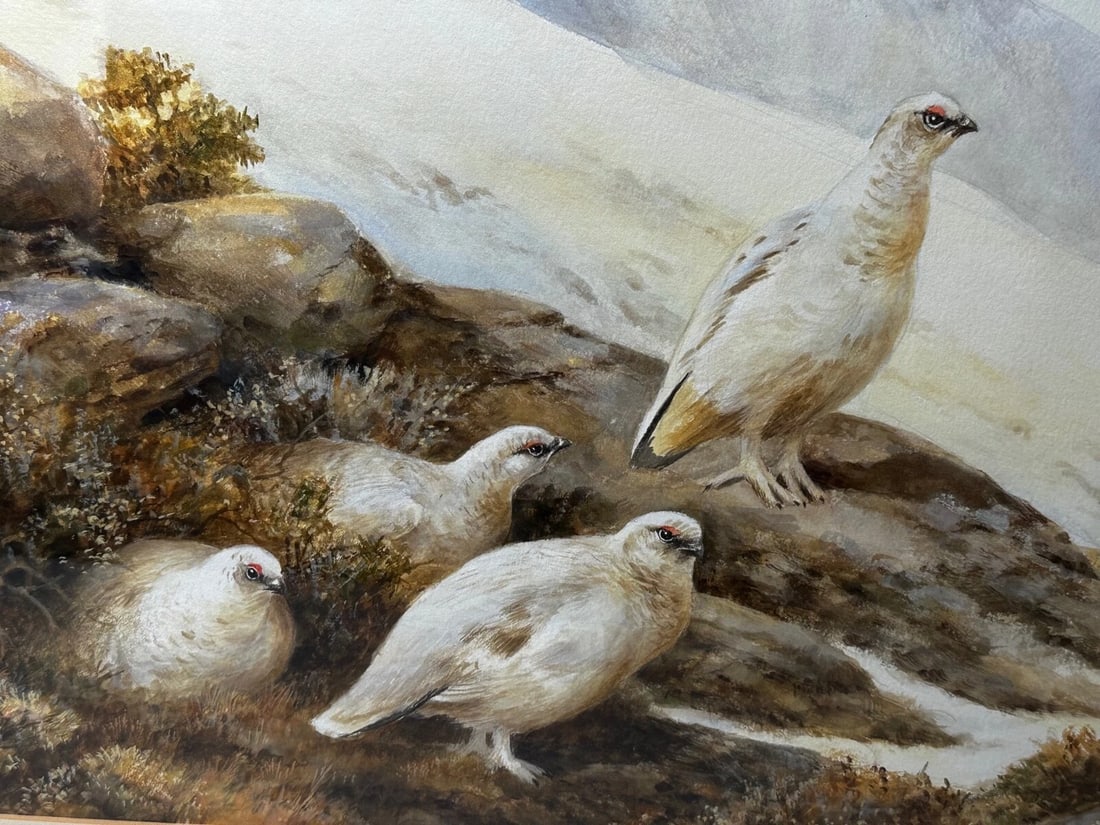 British Painting Highland Moors Wildlife Covey Of Ptarmigan Game Birds On Alert - 3