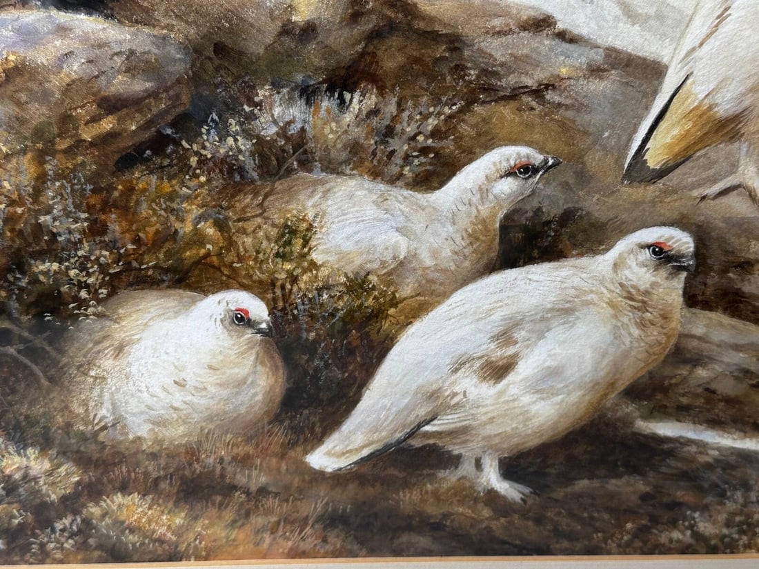 British Painting Highland Moors Wildlife Covey Of Ptarmigan Game Birds On Alert - 4