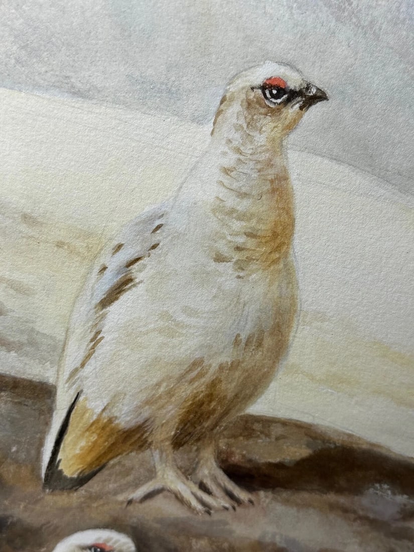 British Painting Highland Moors Wildlife Covey Of Ptarmigan Game Birds On Alert - 5