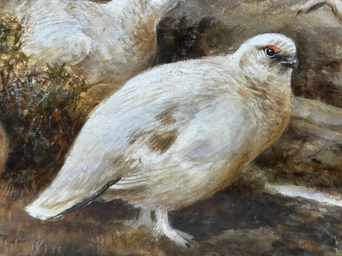 British Painting Highland Moors Wildlife Covey Of Ptarmigan Game Birds On Alert - 6