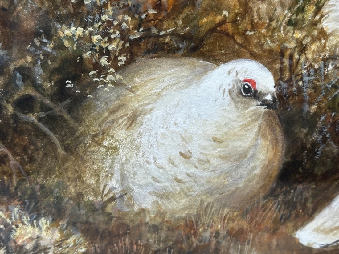 British Painting Highland Moors Wildlife Covey Of Ptarmigan Game Birds On Alert - 7