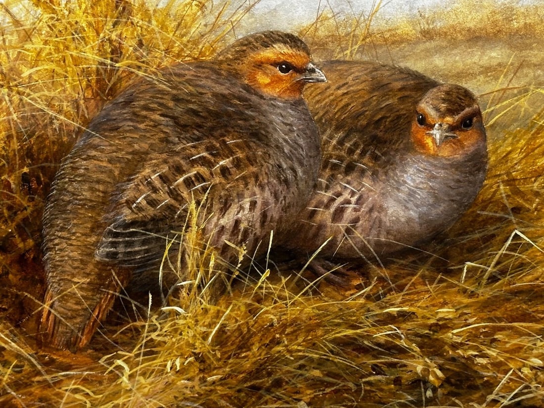 Game Birds Grey Partridges – New Forest Moor In the Manner of Archibald Thorburn - 10