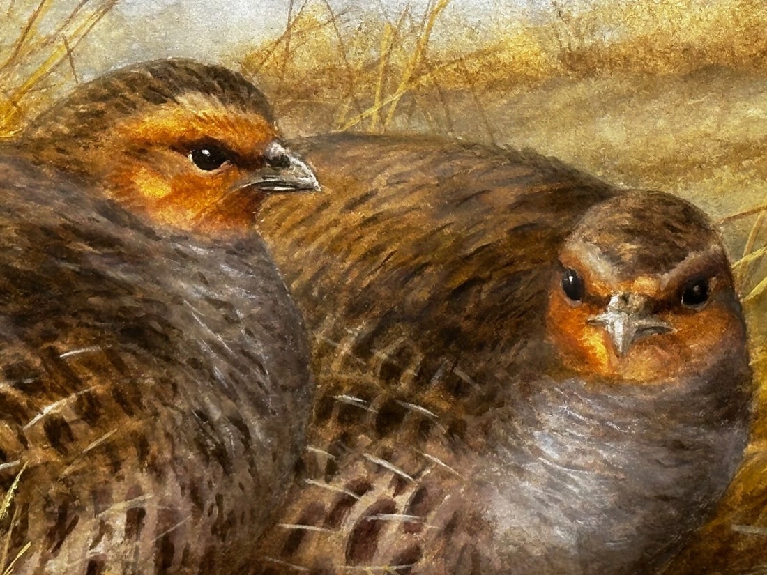 Game Birds Grey Partridges – New Forest Moor In the Manner of Archibald Thorburn - 12