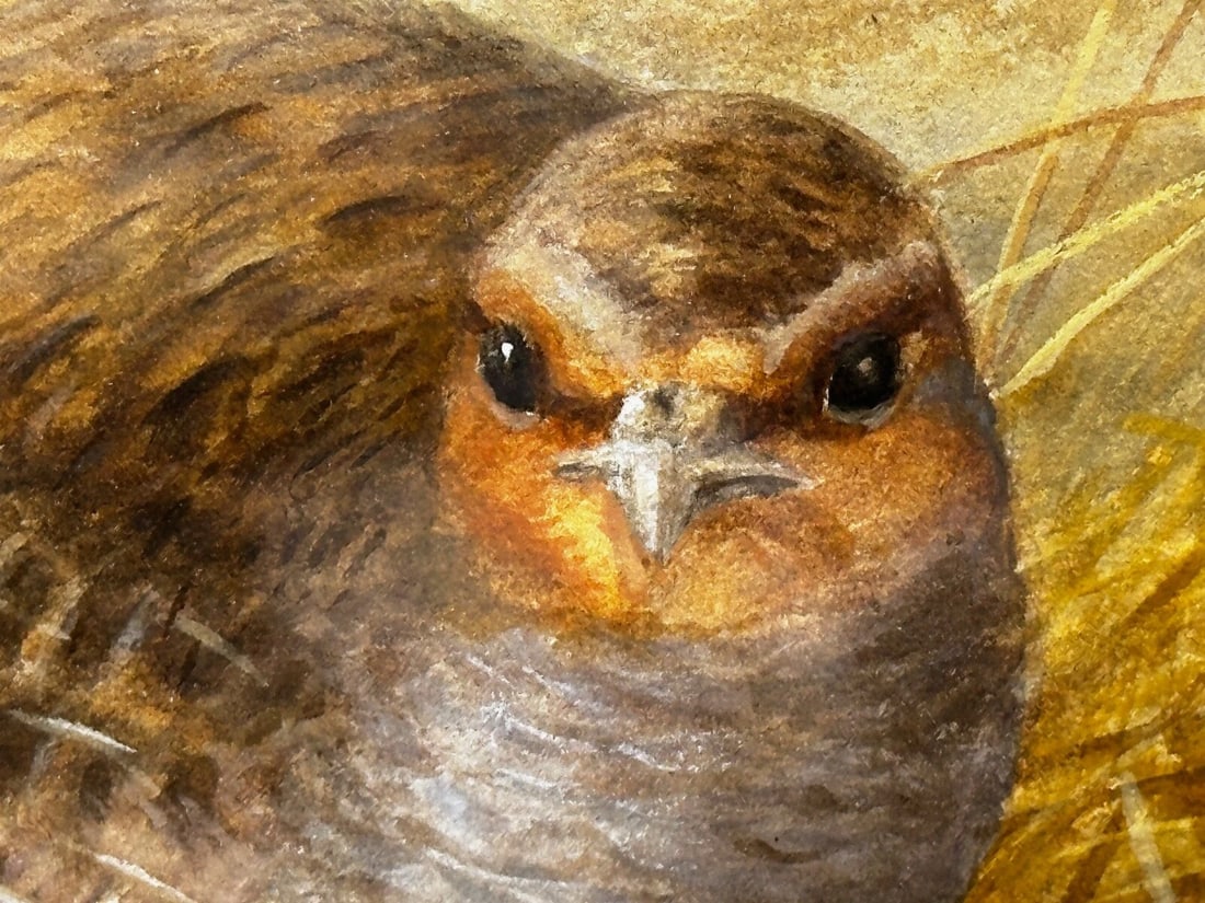Game Birds Grey Partridges – New Forest Moor In the Manner of Archibald Thorburn - 13