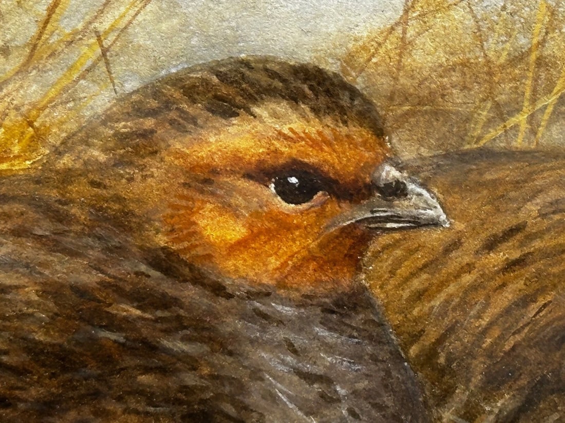 Game Birds Grey Partridges – New Forest Moor In the Manner of Archibald Thorburn - 14