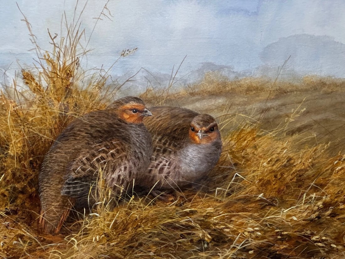 Game Birds Grey Partridges – New Forest Moor In the Manner of Archibald Thorburn - 2