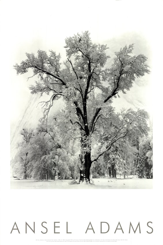 Ansel Adams - Oak Tree, Snowstorm, Yosemite National Park, California (1948) - 1997 Offset: Title: Ansel Adams - Oak Tree, Snowstorm, Yosemite National Park, California (1948) - 1997 Offset Lithograph 36 x 24"Description: "Oak Tree, Snowstorm, Yosemite National Park, California (1948)" by An