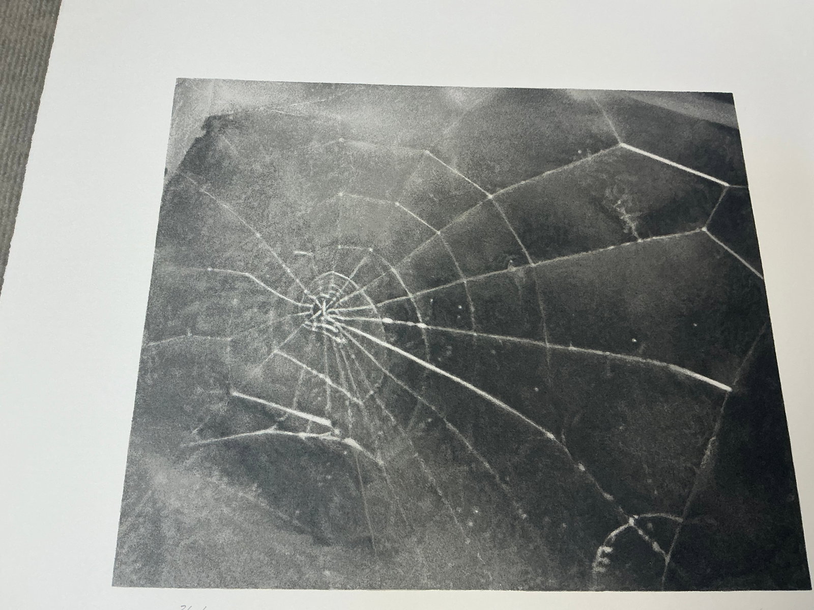 Vija Celmins - Spider Web - 2009 Serigraph - SIGNED 17.5" x 19" - 5