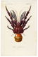Hand-Colored Orange Finger Coconut Crab, 1841