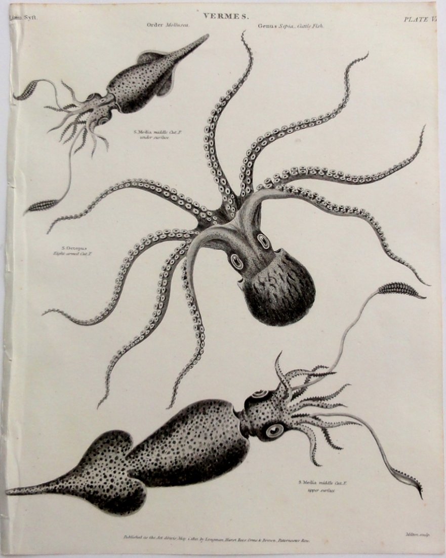 Octopus & Squid by Rees, 1812 (1 of 4)