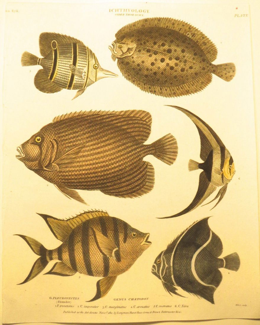 Flatfish & Emperor Angelfish by Rees, 1812 (1 of 1)