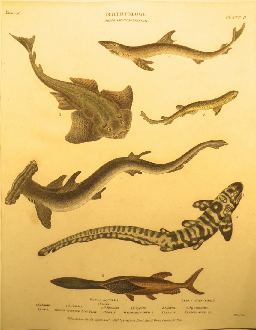 Hammerhead Shark & Blue Spotted Dogfish by Rees, 1812 (1 of 2)