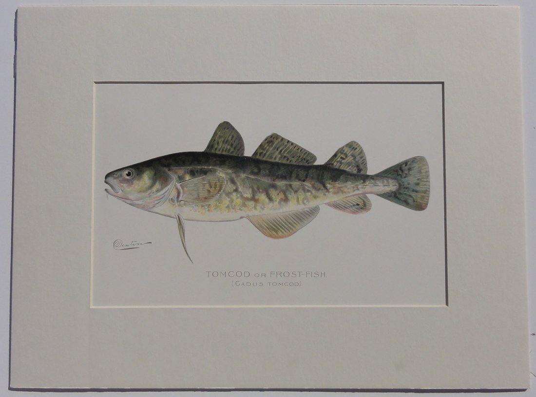 Tomcod / Frost-Fish, 1902 (1 of 4)