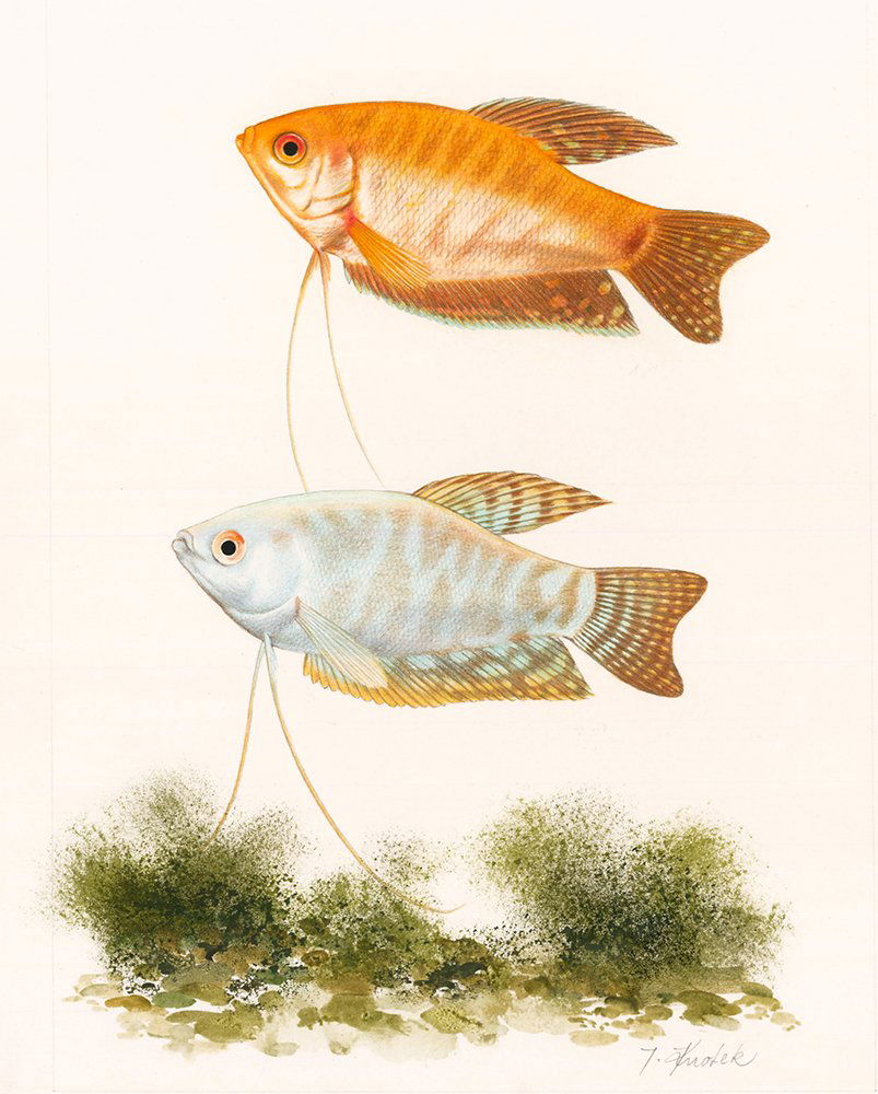 Watercolor of Tropical Fish by Jaromir Knotek (1 of 2)