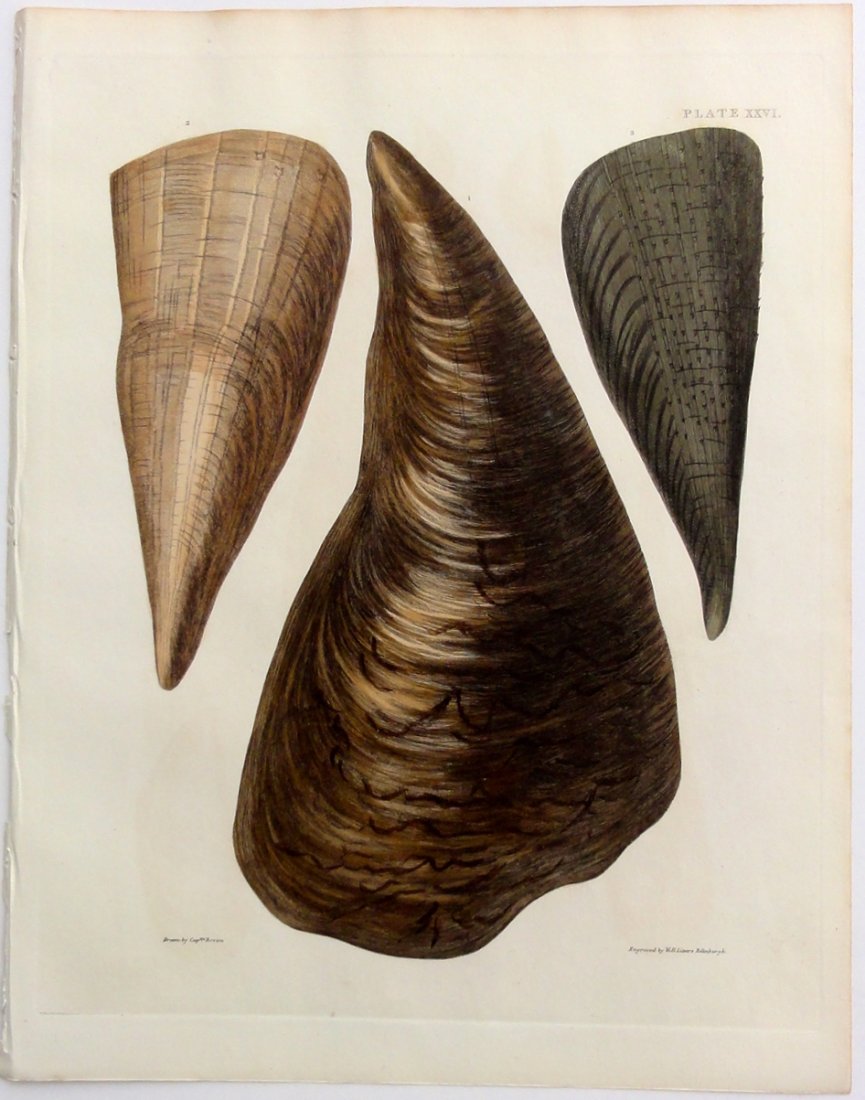 Brown Mussels by Brown, 1844 (1 of 3)