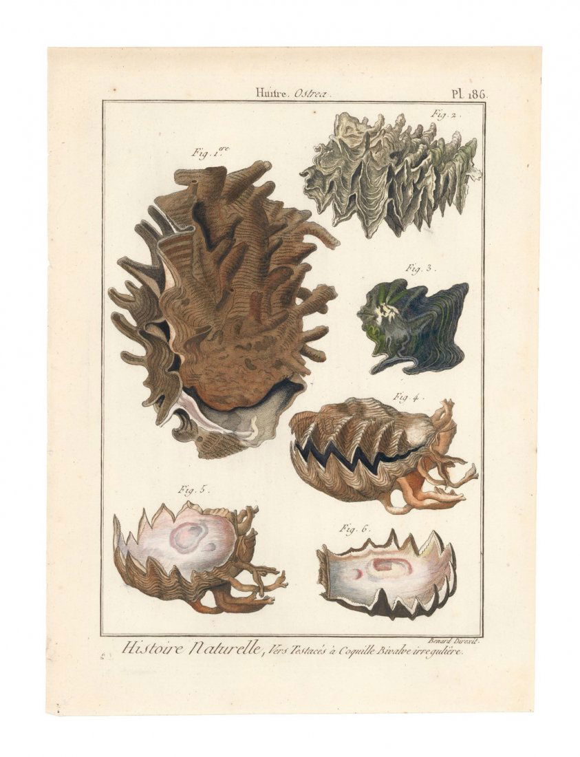 Hand-Colored Oyster Engraving, 1797 (1 of 1)