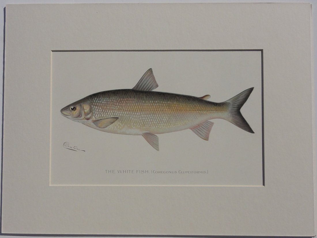 Whitefish, 1902 (1 of 4)