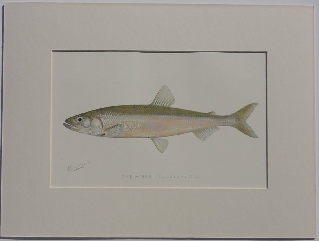 Smelt Fish, 1902 (1 of 4)