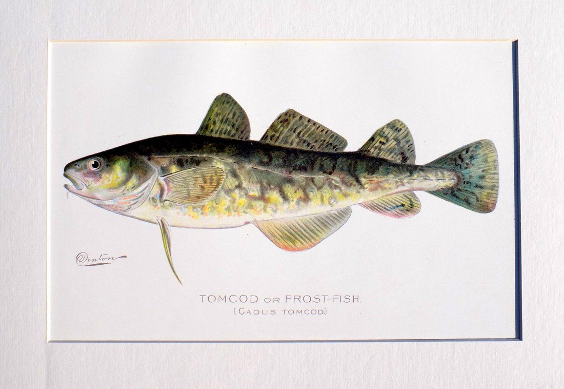 Tomcod / Frost-Fish, 1902 (1 of 5)