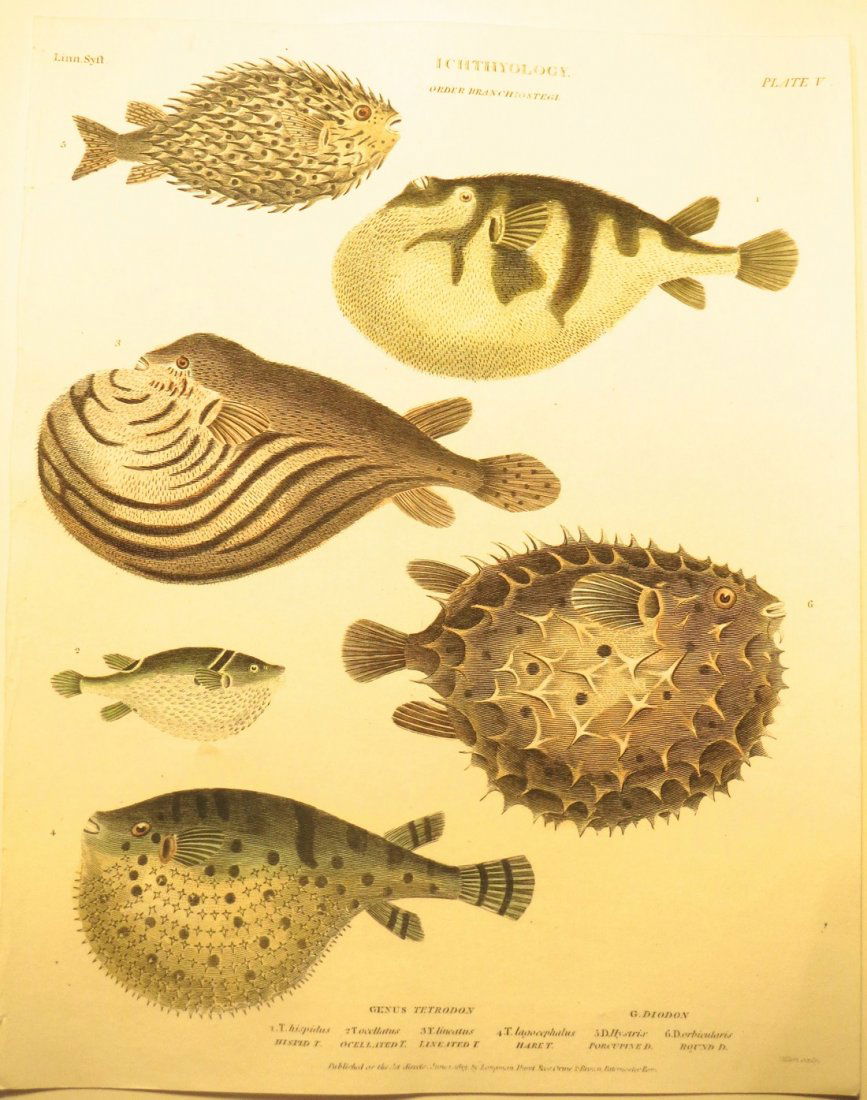 Pufferfish by Rees, 1812 (1 of 2)