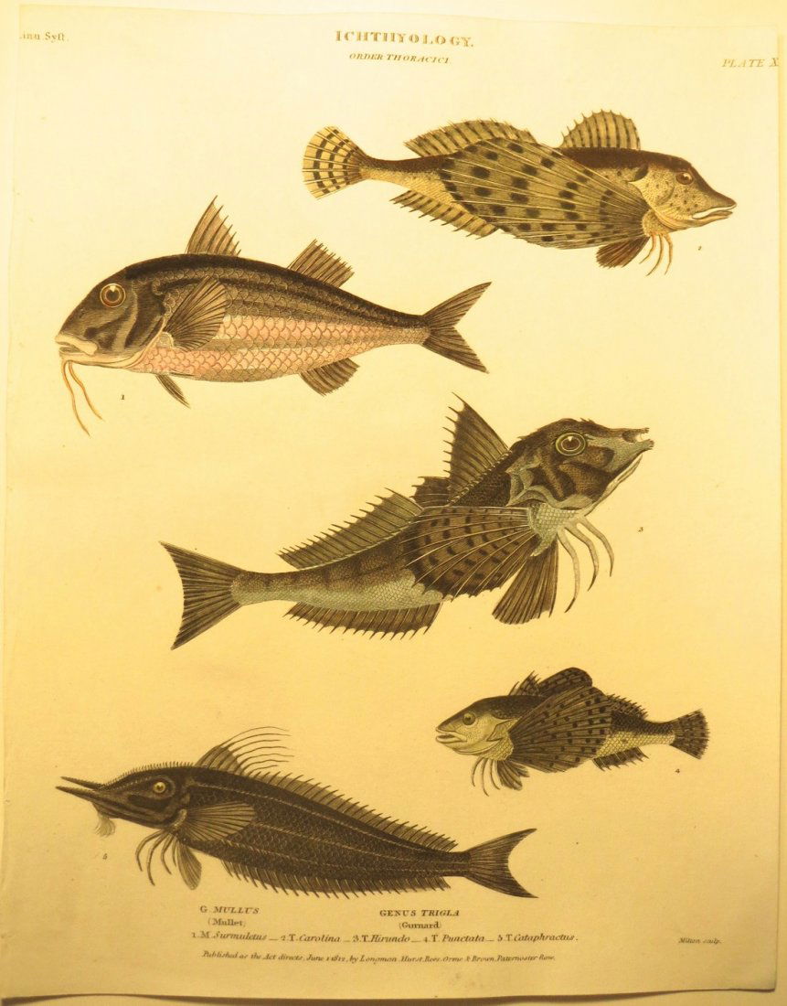 Flying Fish by Rees, 1812 (1 of 2)