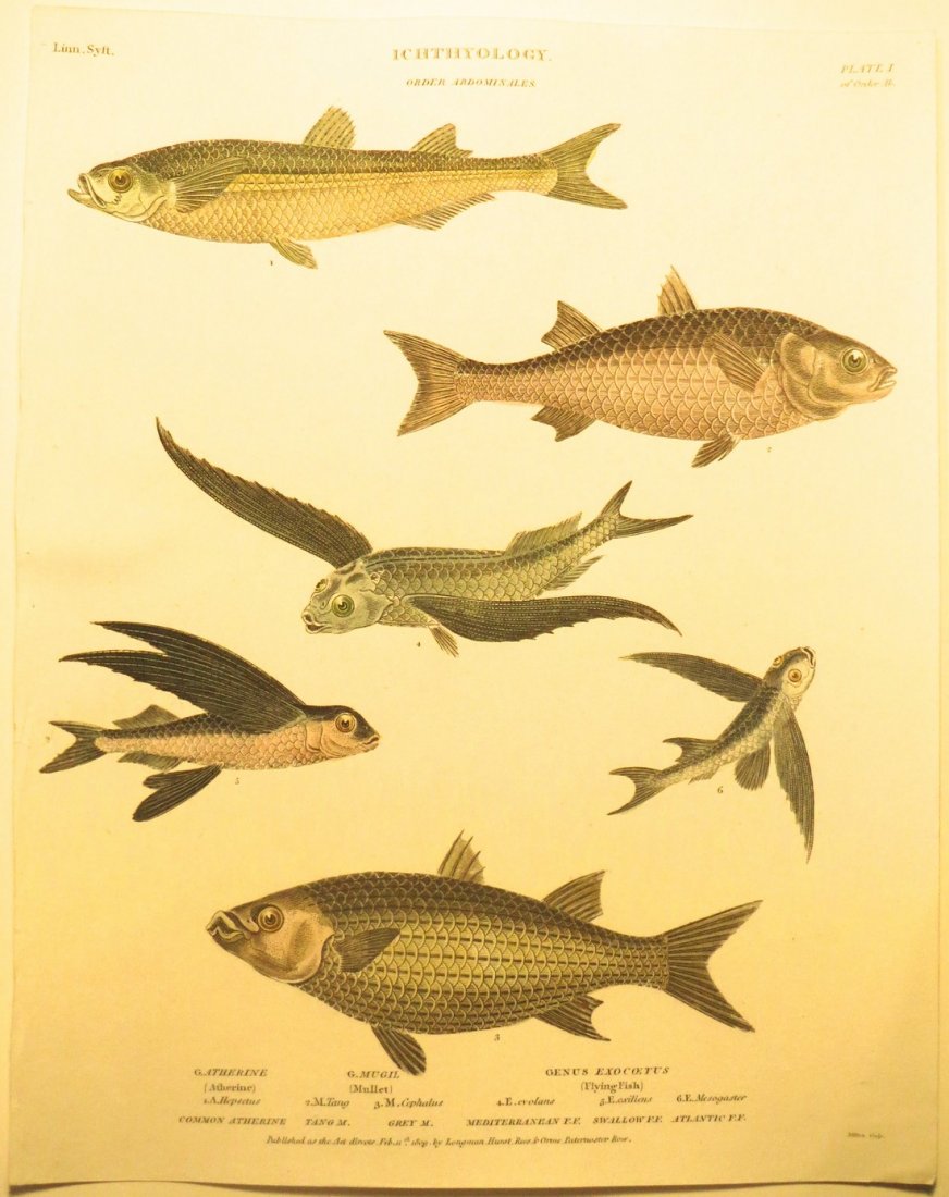 Flying Fish by Rees, 1812 (1 of 2)