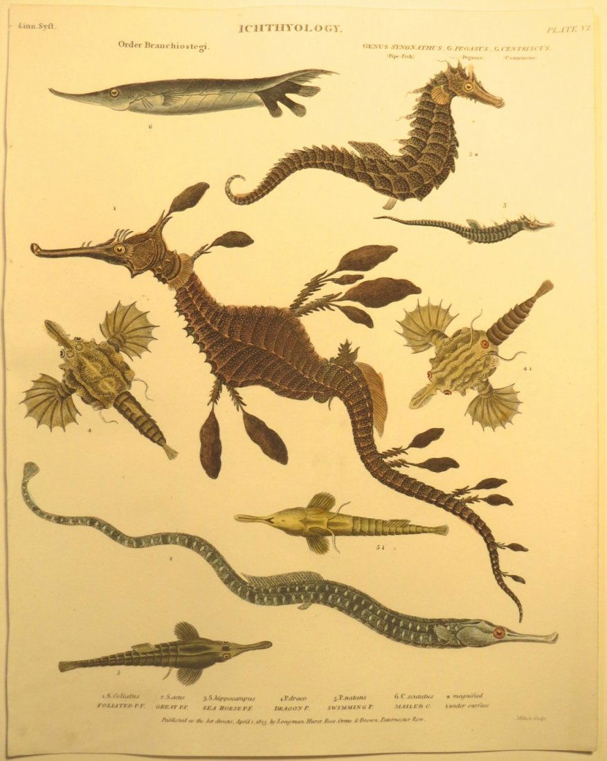 Sea Horses by Rees, 1812 (1 of 2)